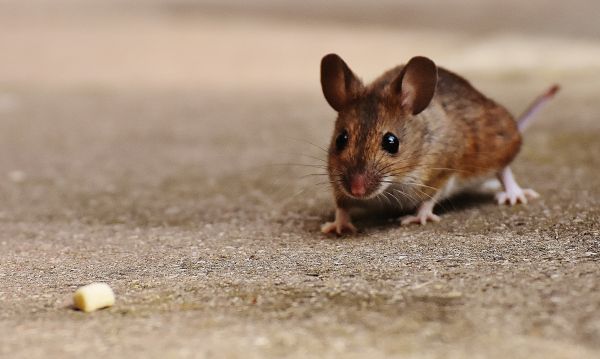 naturaleza,dulce,ratón,animal,linda,fauna silvestre