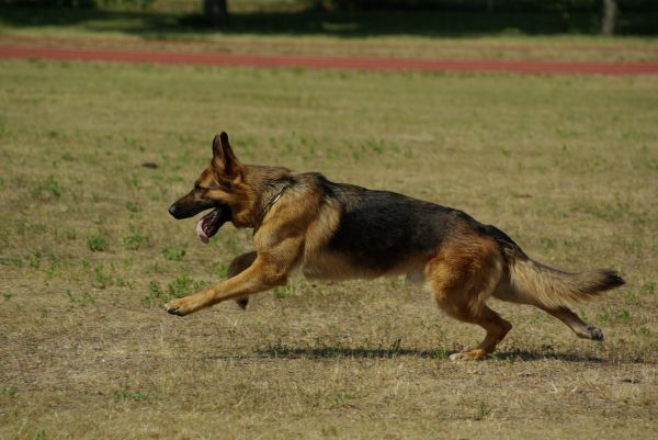 hond,dier,huisdier,zoogdier,Duitse herder,lopend