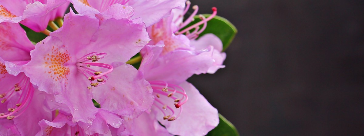 naturaleza, rama, flor, planta, flor, pétalo, florecer, verano, primavera, rosado, flora, Flores, fondo, arbusto, brillante, rododendro, azalea, Fotografía macro, Flores rosadas, planta floreciendo, Comienzo del verano, Planta leñosa, Planta de tierra