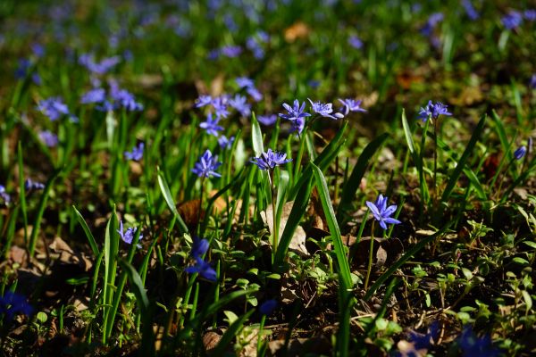 natur,gress,blomstre,anlegg,felt,eng