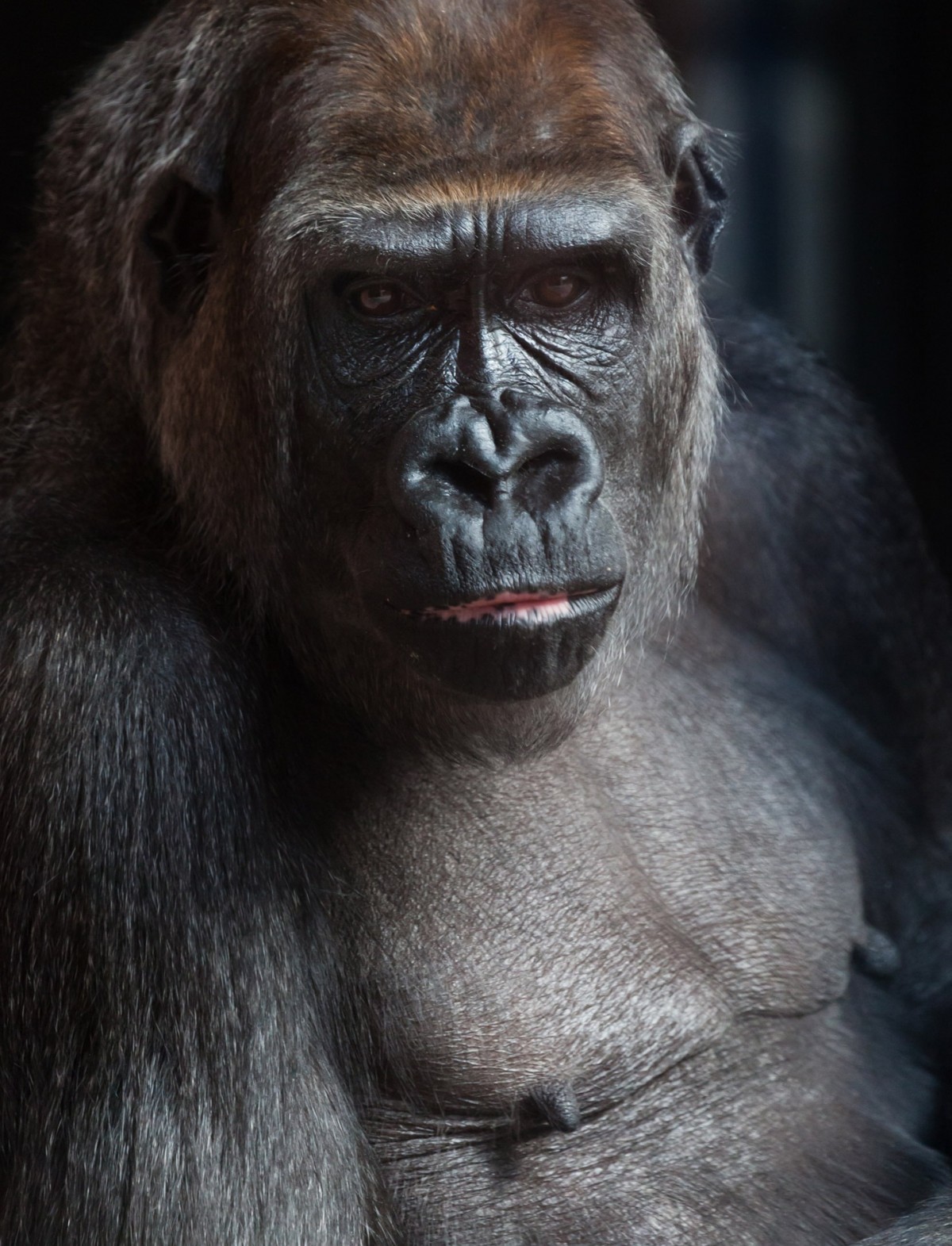 動物, 野生動物, 野生, ポートレート, アフリカ, 哺乳類, 黒, モンキー, 動物相, 霊長類, ゴリラ, チンパンジー, 面, 目, 猿, 頭, 絶滅危惧種, 脊椎動物, 大きい, 西部ゴリラ, 大きな猿, 一般的なチンパンジー