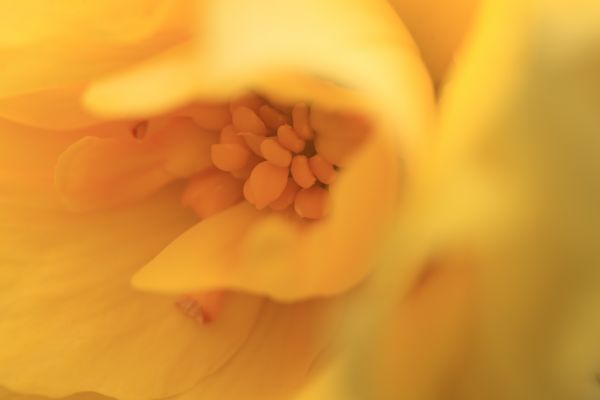 blossom,plant,photography,sunlight,leaf,flower