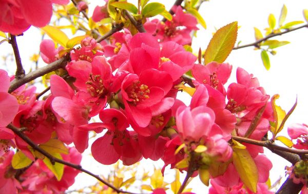 plante,fruit,fleur,arbre,branche,fleur