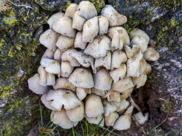 Natur, Wald, Gruppe, Wachstum, Makro, natürlich