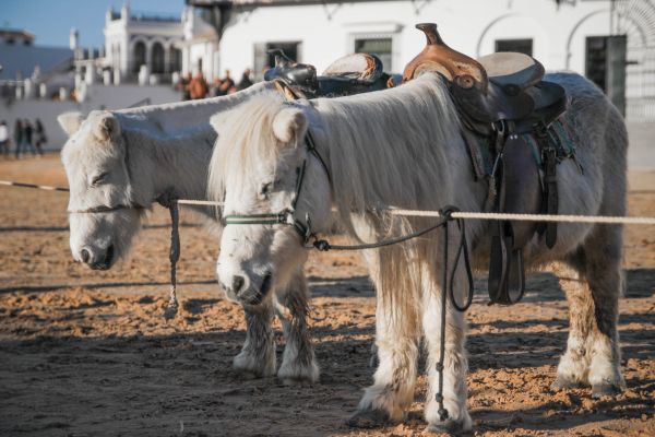 Herde,Fahrzeug,Pferd,Säugetier,Hengst,Pony