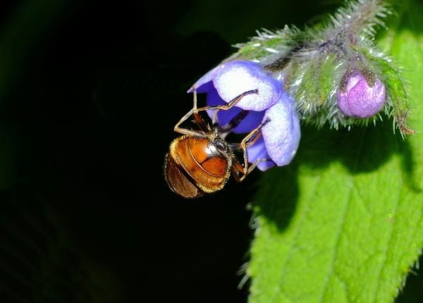 natur, fotografi, blomma, flyga, insekt, utforska