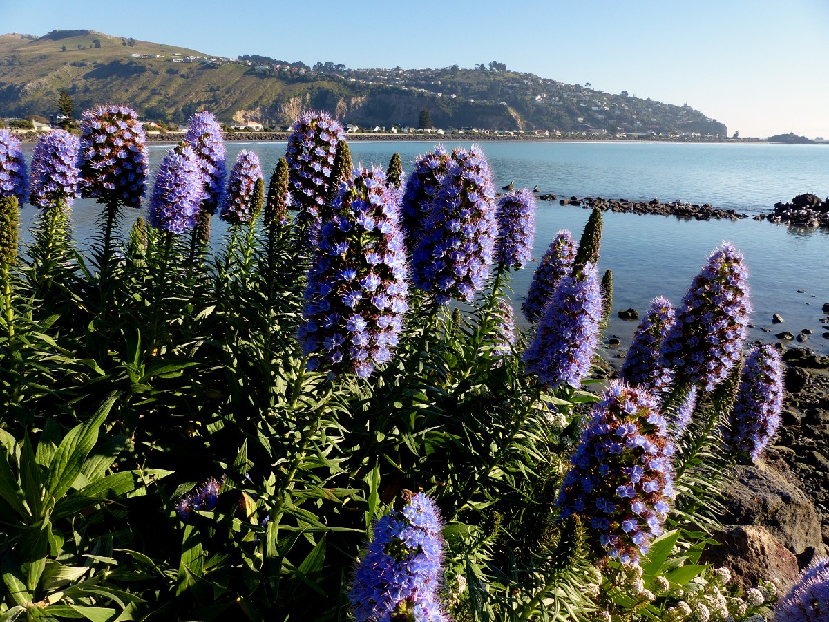 plante, blomst, botanik, have, flora, lavendel, wildflower, blueflowers, panasonicdmcfz200, prideofmadeira, echium, echiumcandicans, coneshapedflowers, sumnerbeach, lupin, blomstrende plante, jord plante