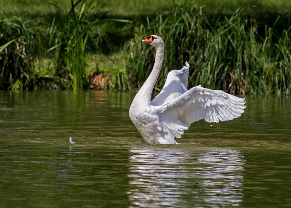 Wasser,Natur,Vogel,Flügel,Weiß,Landschaft