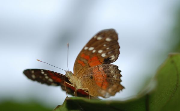 natură,aripă,fotografie,floare,petală,frunze