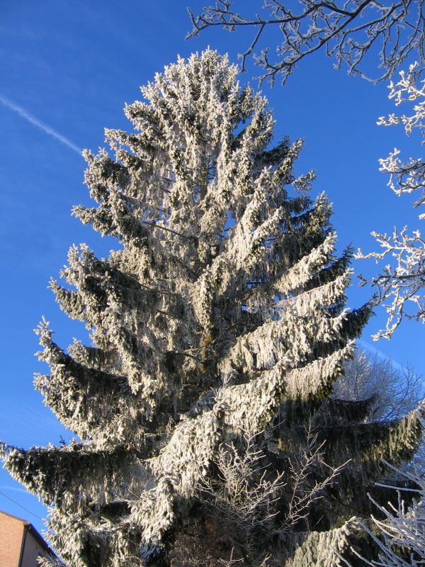 træ, afdeling, sne, vinter, plante, frost