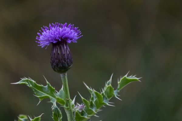 natur,utomhus-,växt,fotografi,prärie,blomma