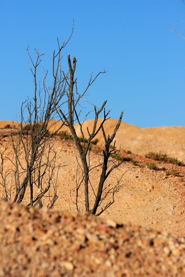 landschap,boom,natuur,gras,zand,rots