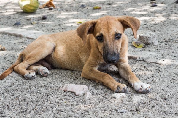 子犬,犬,哺乳類,ハウンド,イヌ,悲しい