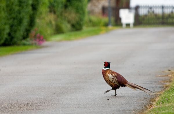 alam,burung,imut,berjalan,jalan,persimpangan