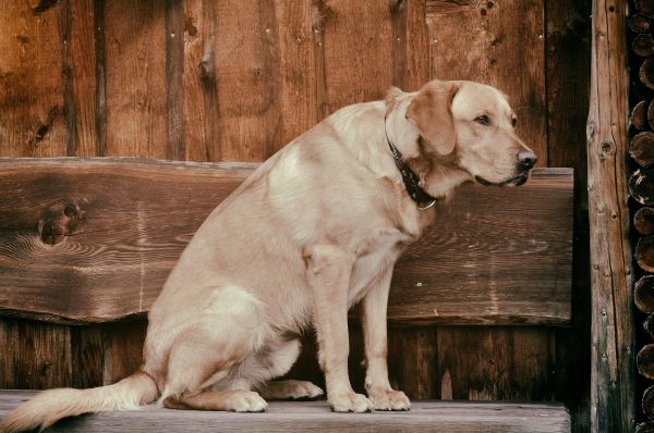 træ,hundehvalp,hund,dyr,kæledyr,pattedyr