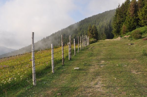 plage, paysage, arbre, la nature, herbe, forêt