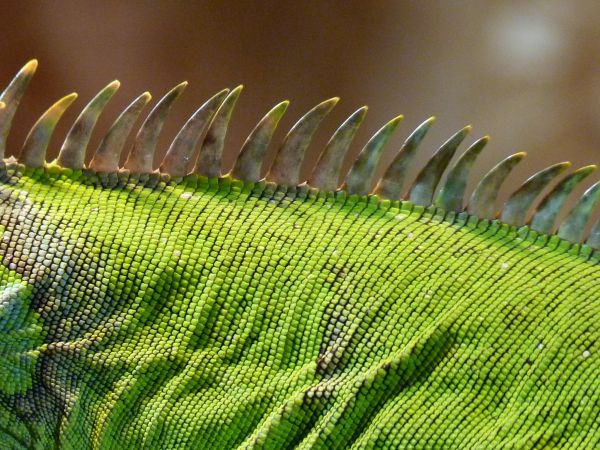 natur,plante,træ,græs,afdeling,blad