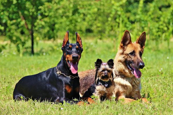 grama,cachorro,mamífero,pastor alemão,Cães,vertebrado