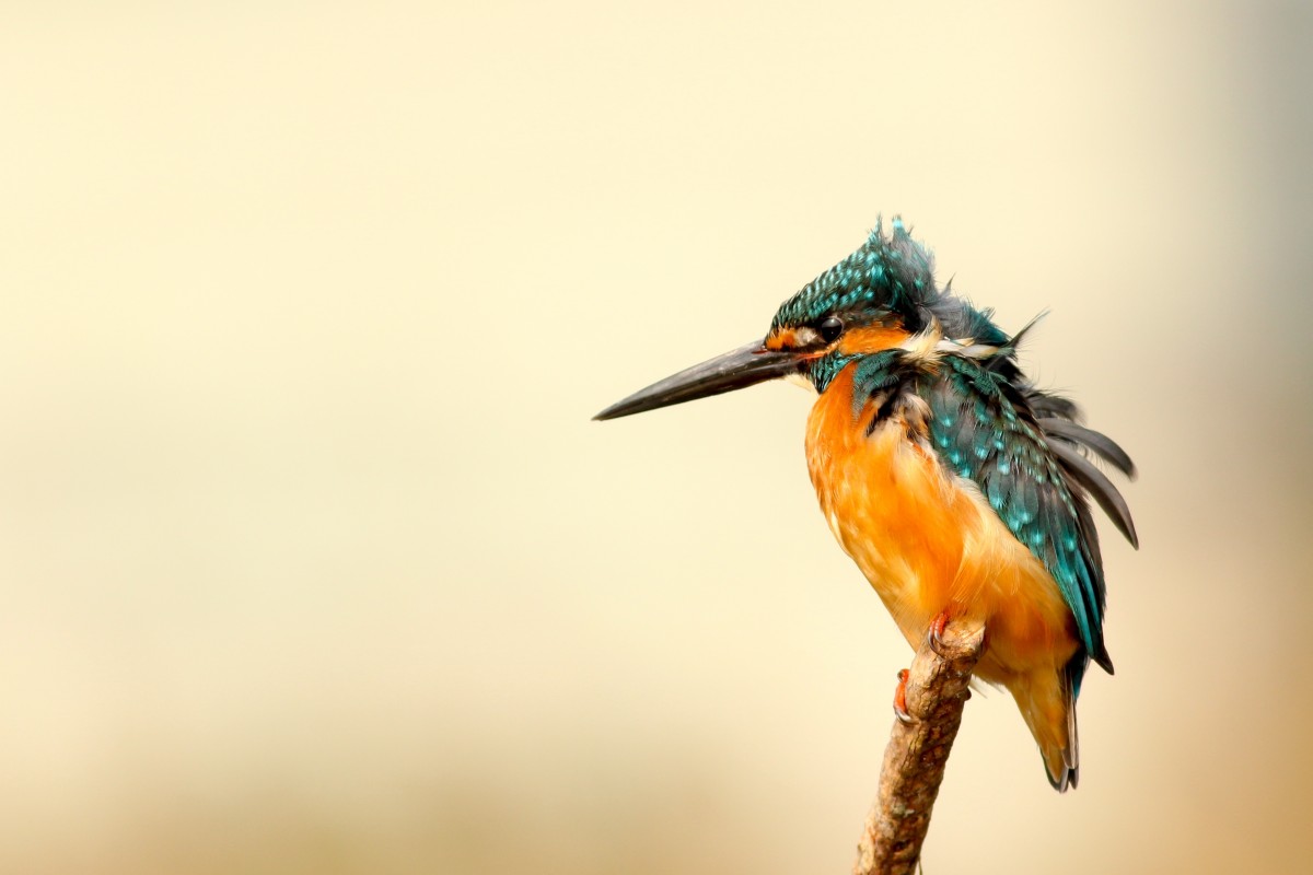 oiseau, aile, faune, le bec, plume, faune, plumage, fermer, Froissé, vertébré, héron, Martin pêcheur, Macrophotographie, Coraciiformes, Oiseau perchoir