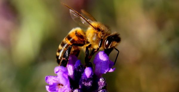 natura,fiorire,ala,pianta,fotografia,dolce