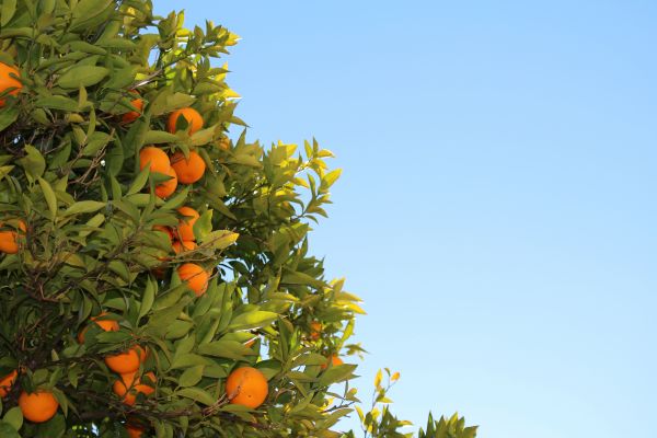 træ,afdeling,plante,frugt,blomst,orange