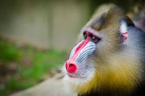 Tier,niedlich,Tierwelt,Säugetier,Affe,Fauna