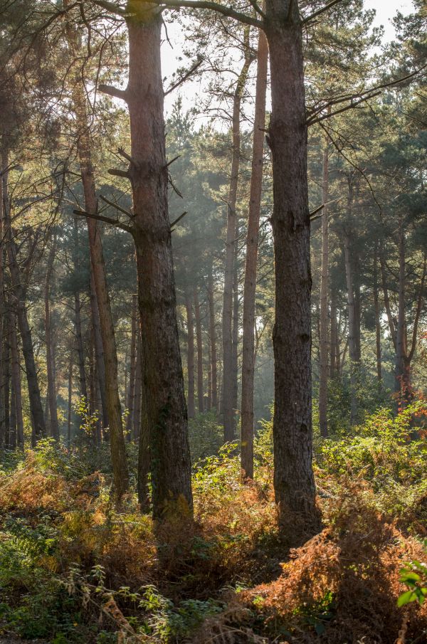 landskap, tre, natur, skog, sti, gress