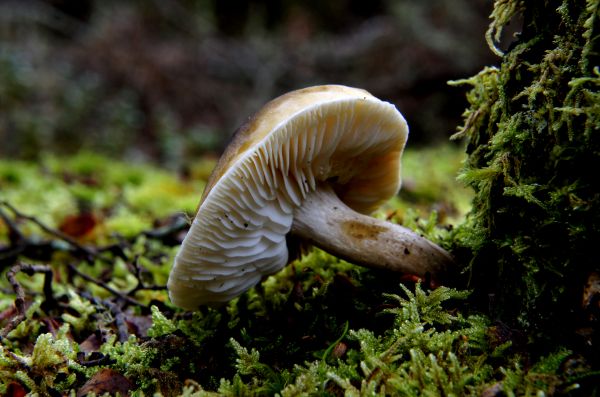 naturaleza,bosque,fauna silvestre,seta,fauna,botánica