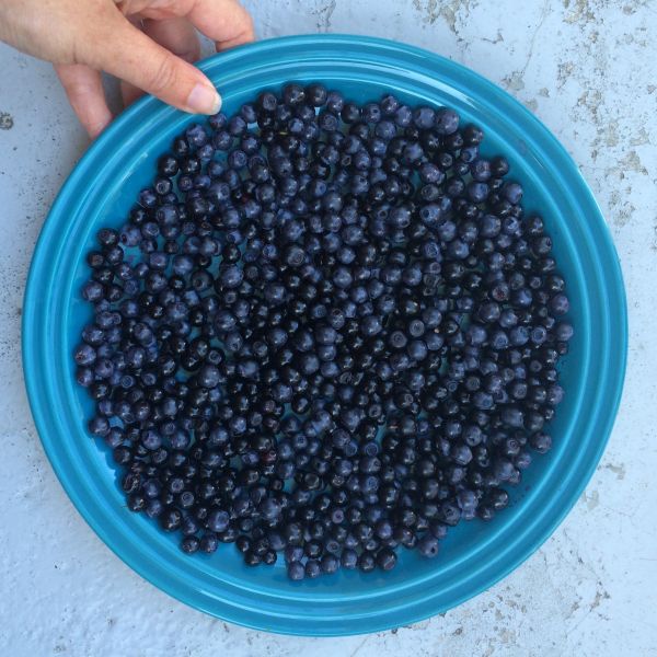 la nature,plante,fruit,baie,été,aliments