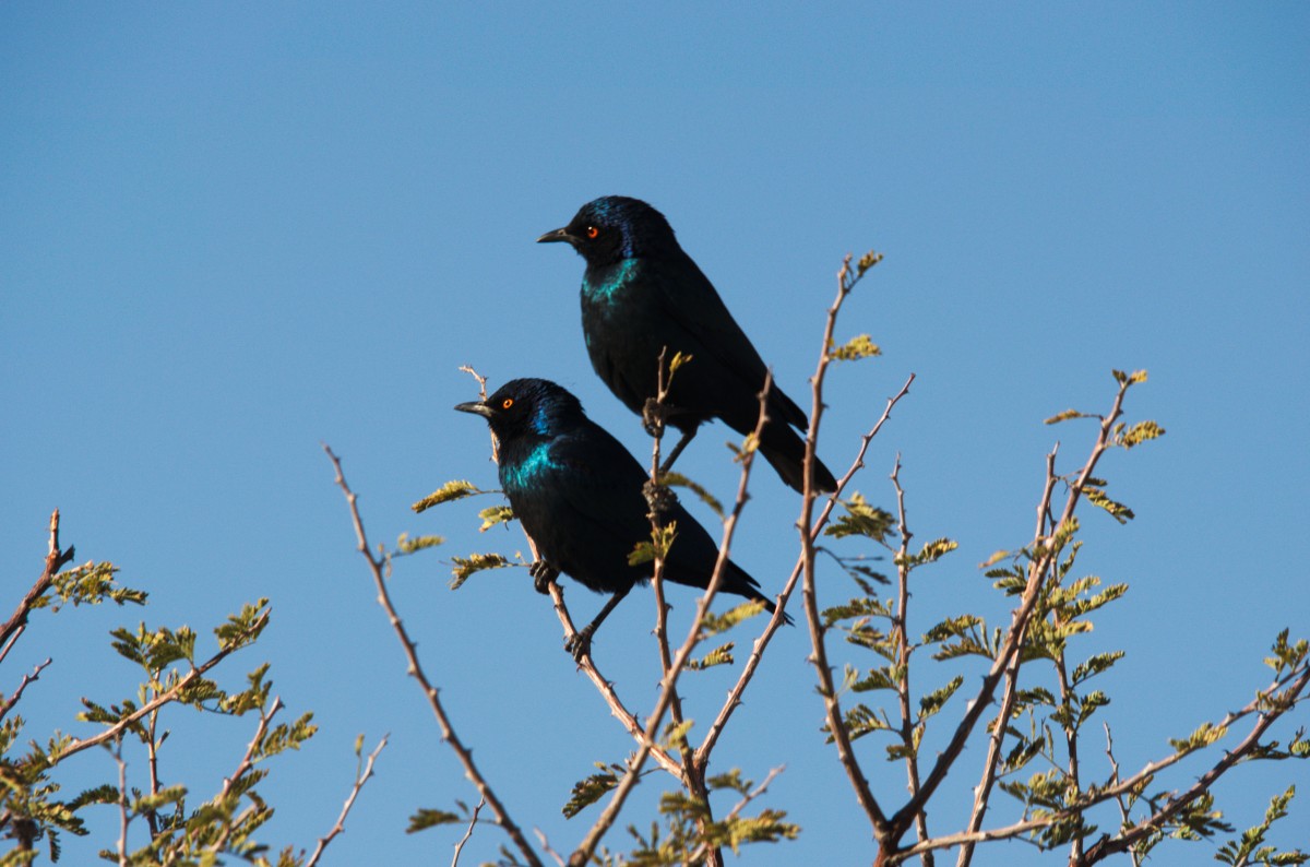 nature, branch, bird, flower, wildlife, africa, fauna, vertebrate, finch, shimmer, namibia, blue stare, perching bird