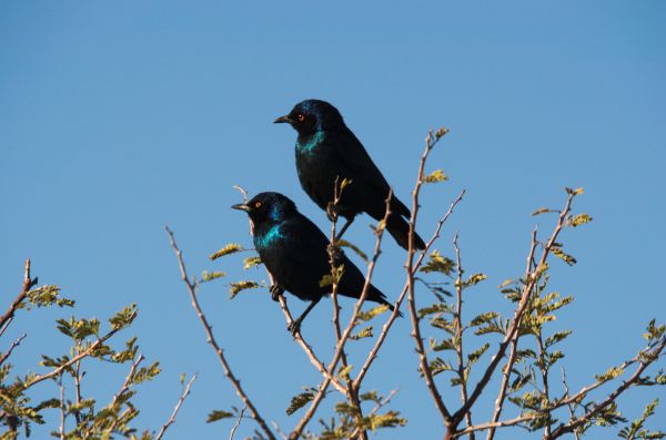 nature,branch,bird,flower,wildlife,africa