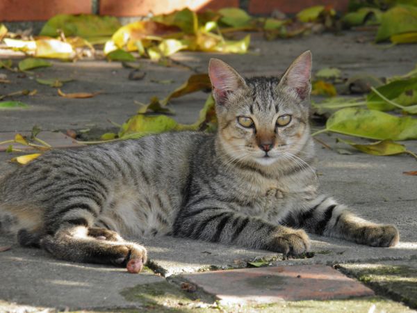 猫,哺乳动物,动物群,晶须,动物,脊椎动物