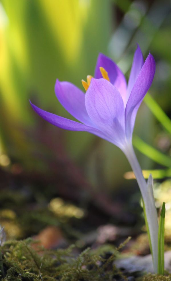 naturaleza, flor, ligero, planta, luz de sol, flor