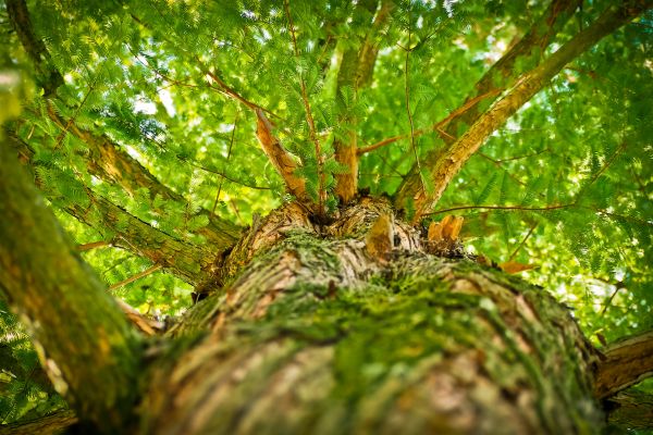 landscape,tree,nature,forest,plant,branch