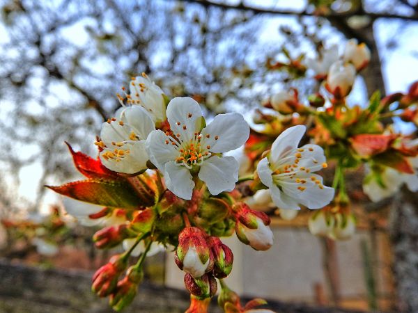 tree, nature, branch, blossom, plant, fruit