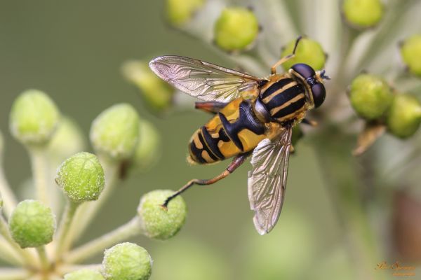 la nature,la photographie,fleur,mouche,insecte,Macro