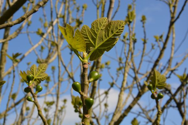 albero, natura, ramo, fiorire, pianta, frutta