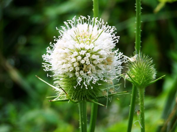 natur,anlegg,eng,blomst,prærie,grønn