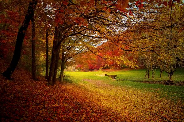 landscape,tree,nature,forest,branch,plant