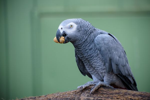 natuur,vogel,vleugel,dier,vlieg,wildlife