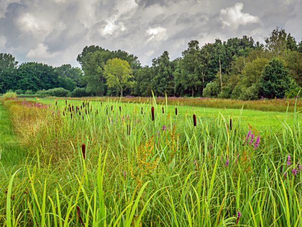 panorama, natureza, grama, plantar, pântano, campo