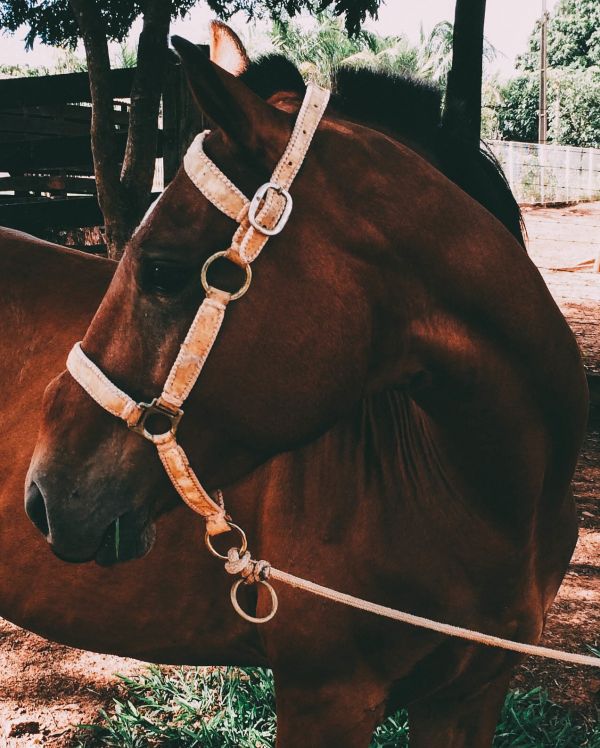 corda,rédea,animal,cavalo,mamífero,garanhão