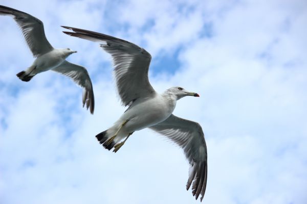 laut,burung,sayap,langit,Burung laut,camar