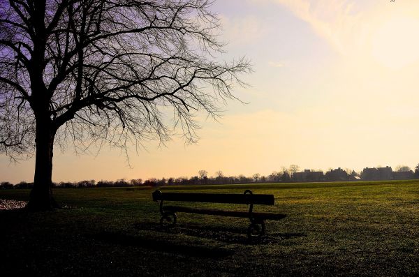 Landschaft, Baum, Natur, Gras, Horizont, Ast