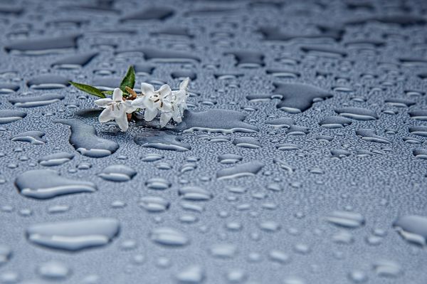 Wasser,blühen,Schnee,Tröpfchen,fallen,Tau