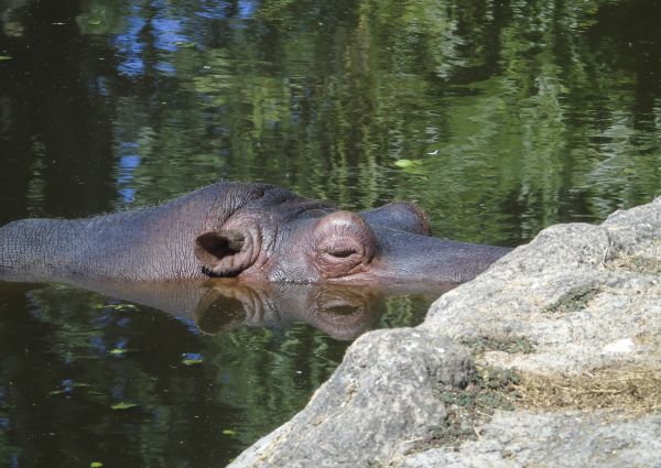 agua, natureza, animal, animais selvagens, jardim zoológico, selva