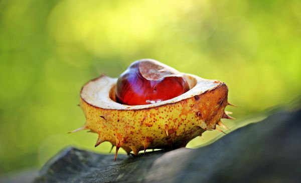 åben,plante,natur,Skov,stikkende,fotografering