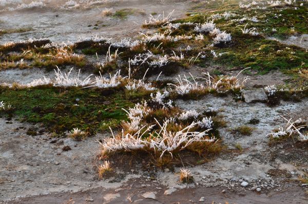 mer,eau,la nature,herbe,Roche,côte