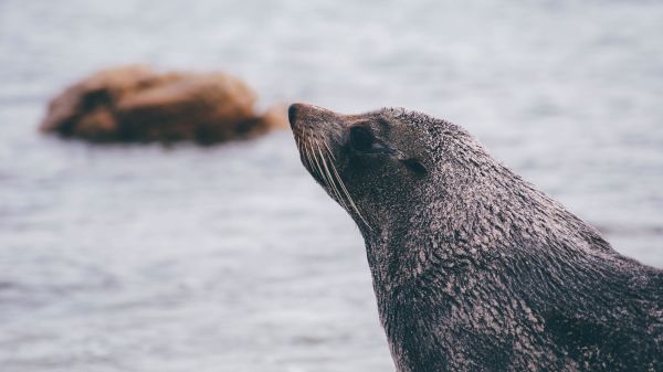 海,動物,野生動物,哺乳類,海洋,北極