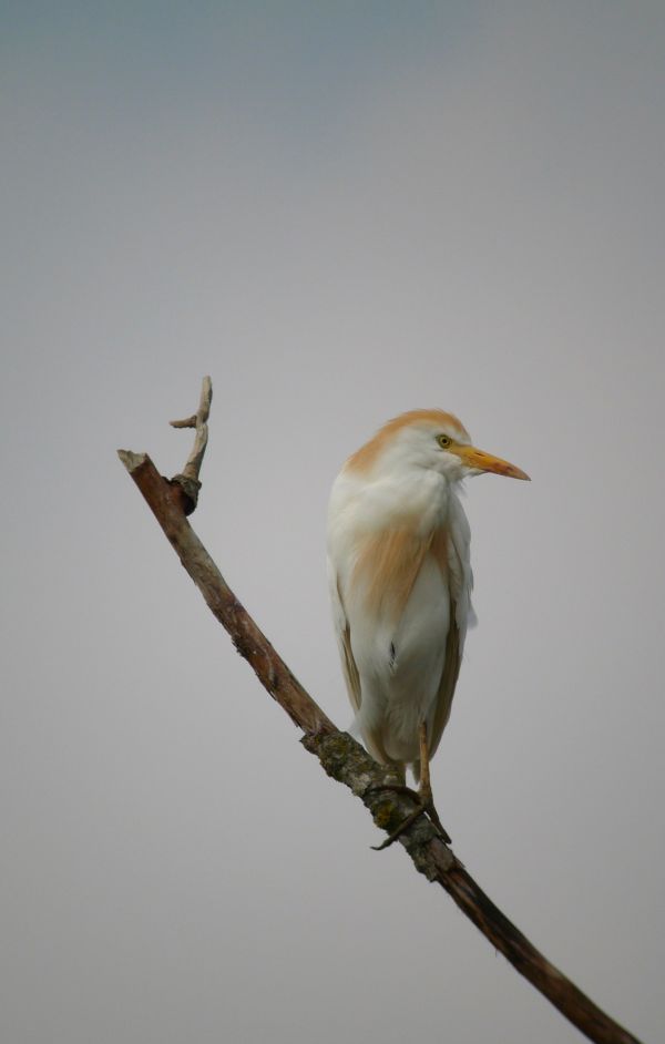 naturaleza,pájaro,ala,fauna silvestre,pico,rama